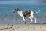 WHIPPET 210